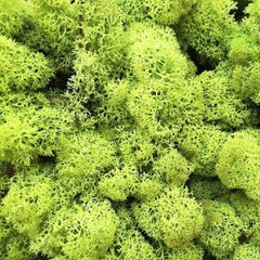 Стабілізований мох (Норвегія). Колір "Зелений світлий". Уп. 25 г