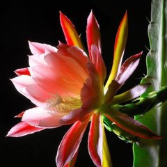 Аромаолія преміум "Квітка кактуса, агава, флоральні", США, 10-100 г. Cactus Flower, Candle Science 10 мл