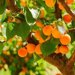 Аромаолія преміум "Абрикосовий гай: абрикоси, зелене листя". США, 10-100 г, "Apricot Grove". CS 10 мл
