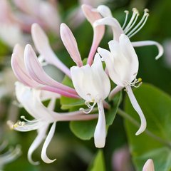 Аромаолія преміум "Квітка жимолості, жасмин, імбир, фіалка", США. Завод уп, 28 г, "Honeysuckle Jasmine". CS