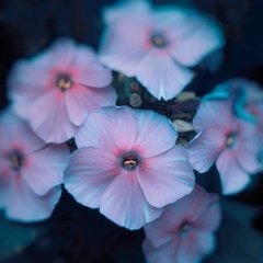 Аромаолія преміум "Нектар місячного кольору, тубероза та неролі", США, "Midnight Moonflower", Midwest