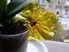 Смола Crystal Vitrail прозора жовта, 100 мл, для декоративних виробів.