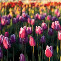 Аромамасло премиум "Тюльпановые поля Голландии". США, 10-100 г, "Tulip Fields". Candle Science. 10 мл