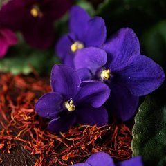 Аромаолія преміум "Чорна фіалка, бергамот, шафран", США, 10-100 г, "Black Violet and Saffron". CS. 10 г