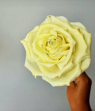 Віск бджолиний Flower Wax, #7 (суміш) відбілений для ліплення свічок &ndash; квітів та формових свічок, вайнеров, воскового паперу. 1 кг