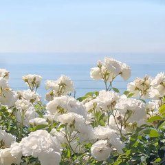 Аромаолія преміум "Ocean Rose: озон, морське повітря, мед". США. Заводська уп. 28 г, "Ocean Rose". CS.