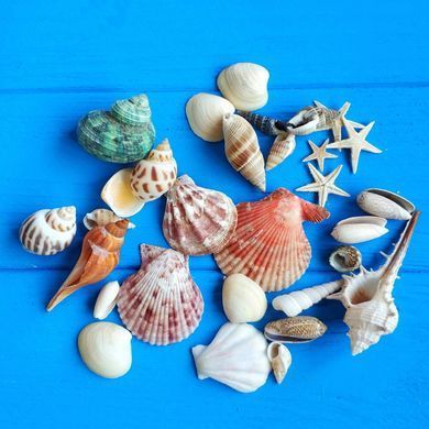 Морские ракушки для заливки эпоксидной смолой, декоративных работ, набор 33-35 шт