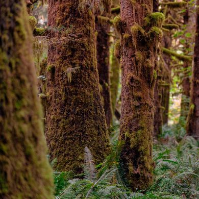 Аромамасло премиум "Мшистый лес: хвоя кедра, дымные", США, 10-100 г, "Redwoods and Moss". Candle Science