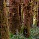 Аромамасло премиум "Мшистый лес: хвоя кедра, дымные", США, 10-100 г, "Redwoods and Moss". Candle Science